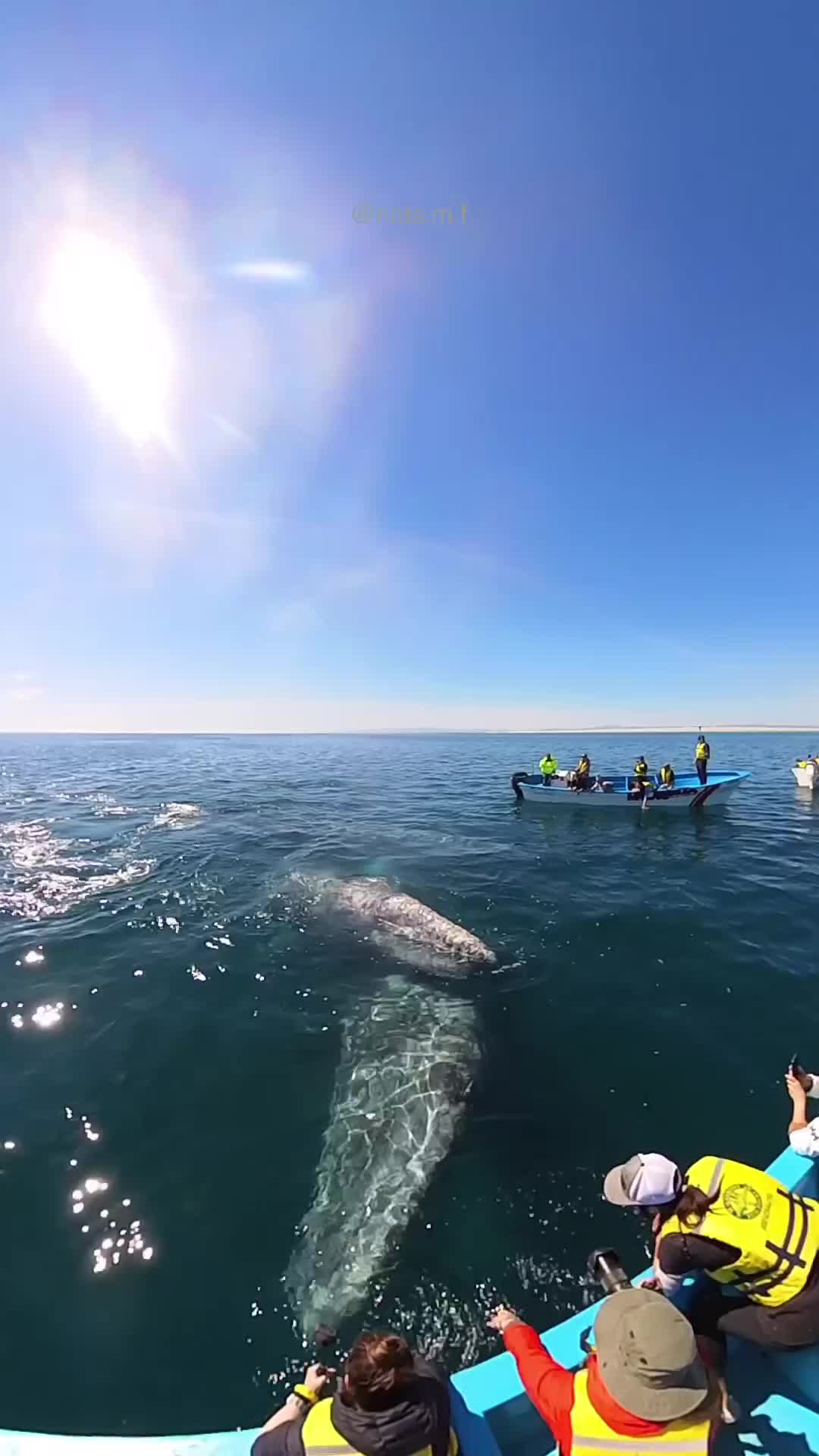Magical Whale Encounters in Baja's UNESCO Sanctuary