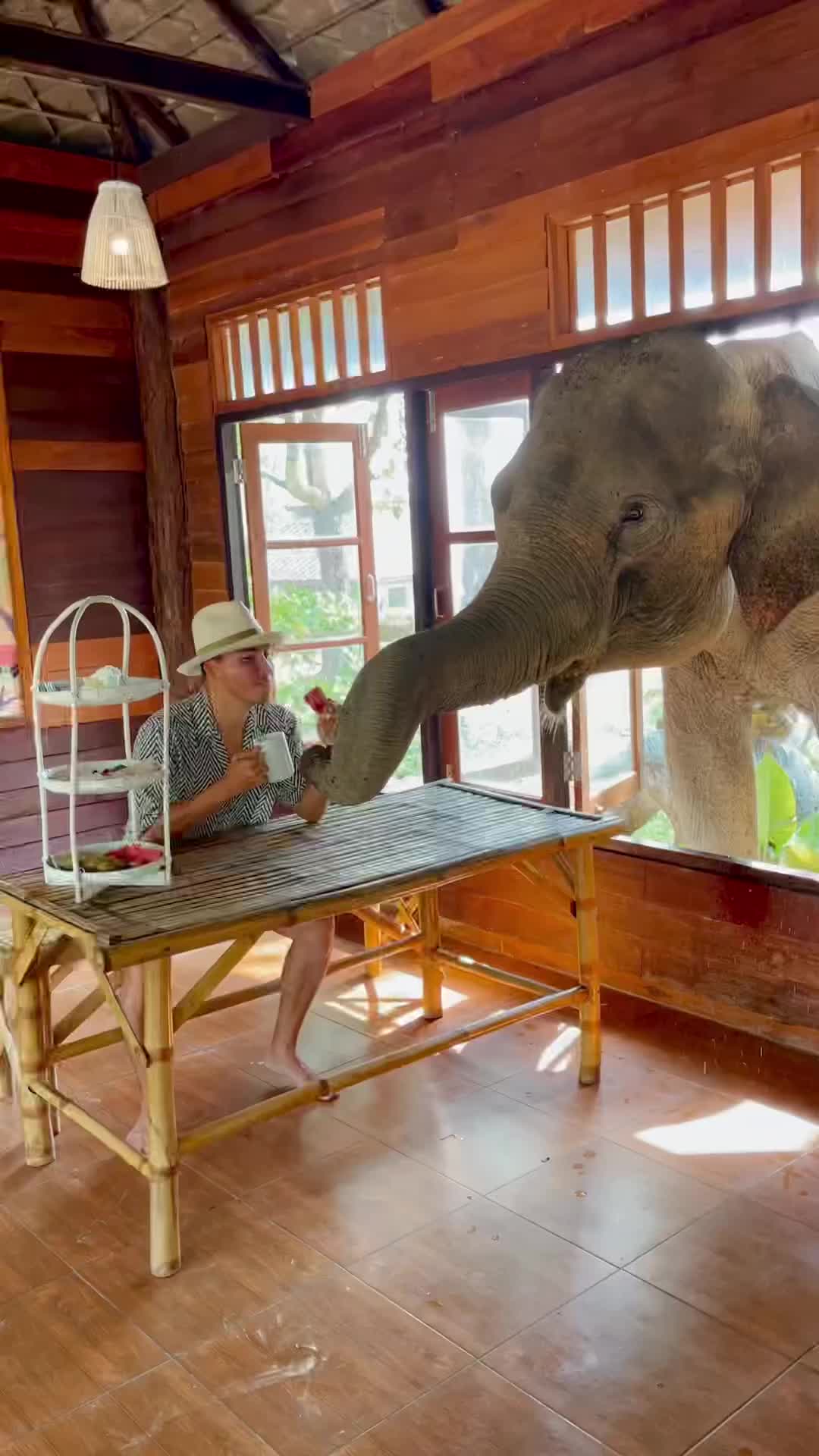 Breakfast with a Rescued Elephant at Chai Lai Orchid