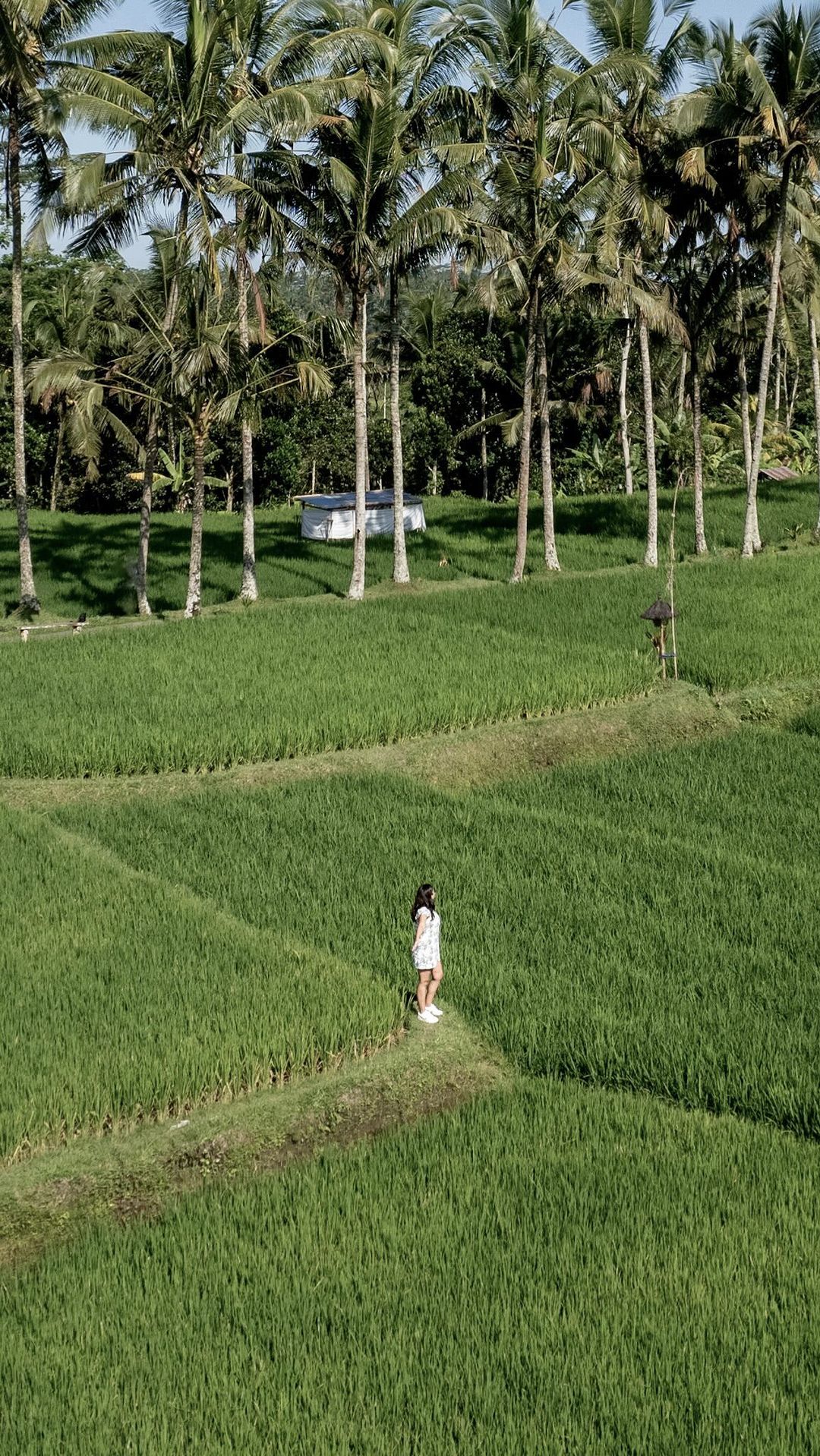 Bali, The Island of the Gods…

It’s an Indonesian island, as beautiful as it could be with its volcanic mountains, lush rice paddies, thousands of religious sites. Without a doubt one of the most unique islands in the world and one of my favorite destinations in the world

Is visiting Bali on your list?

📍Bali, Indonesia

#bali #indonesia #wonderfulindonesia #indonesiawishlist #wonderfuljourney #travelasia #southeastasia