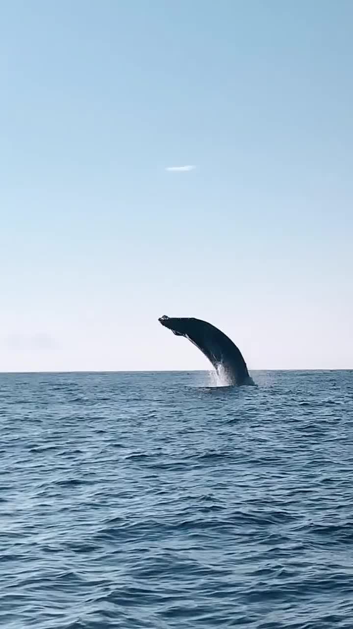 Whale Watching Adventure in Mazunte, Mexico 2021