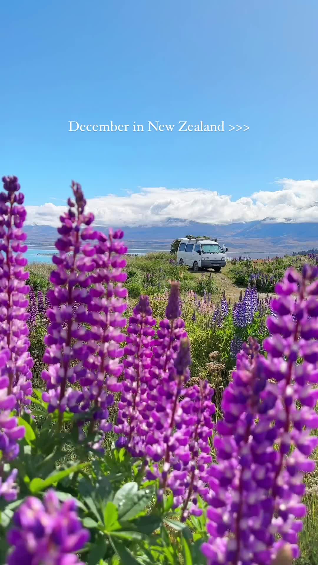 Summer Bliss: Lupins in Full Bloom on NZ's South Island