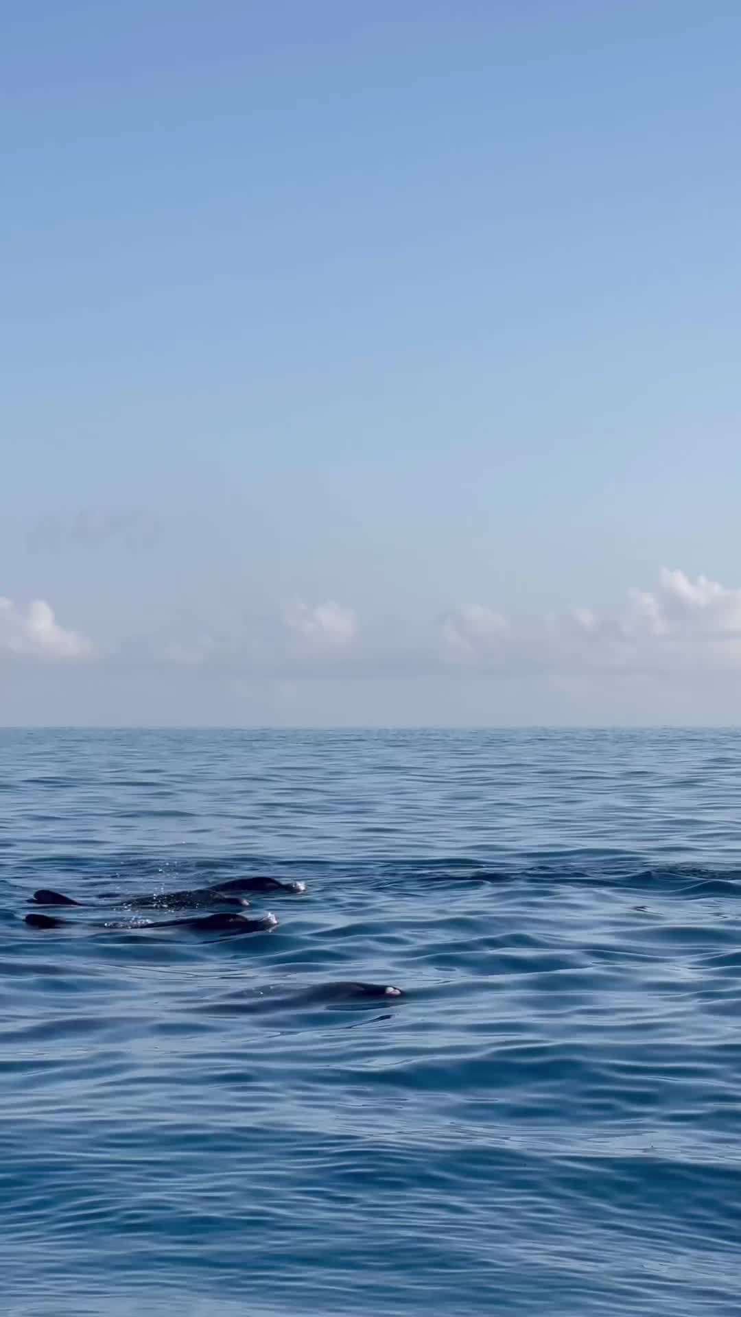 زنجبار 🐬🩵جزيرة عظيمه بشعبها و اجوائها و أنشطتها 🩵 لقطات من رحله الدلافين فجر يوم جميل في ربوعها مع رحله قروب زنجبار الاخيرة 2023 

Zanzibar 🐬🩵 A piece of Paradise in the Indian ocean 🌊 The island of Spices as it well known .. its also the island of kind people, crystal clear water, white sand beaches and amazing positive vibes 🫶🏼🩵 this was an early morning dolphin tours on the last group trip to Zanzibar 🫶🏼

#zanzibar
#amatravellerzanzibar 
‎#سفر
#amatraveller 
‎#زنجبار 
#islandgetaway