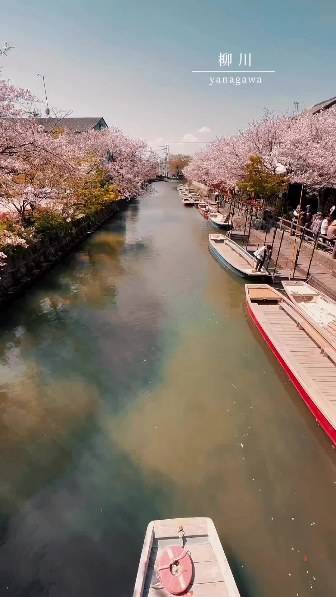 Discover Yanagawa: Fukuoka’s Springtime Gem