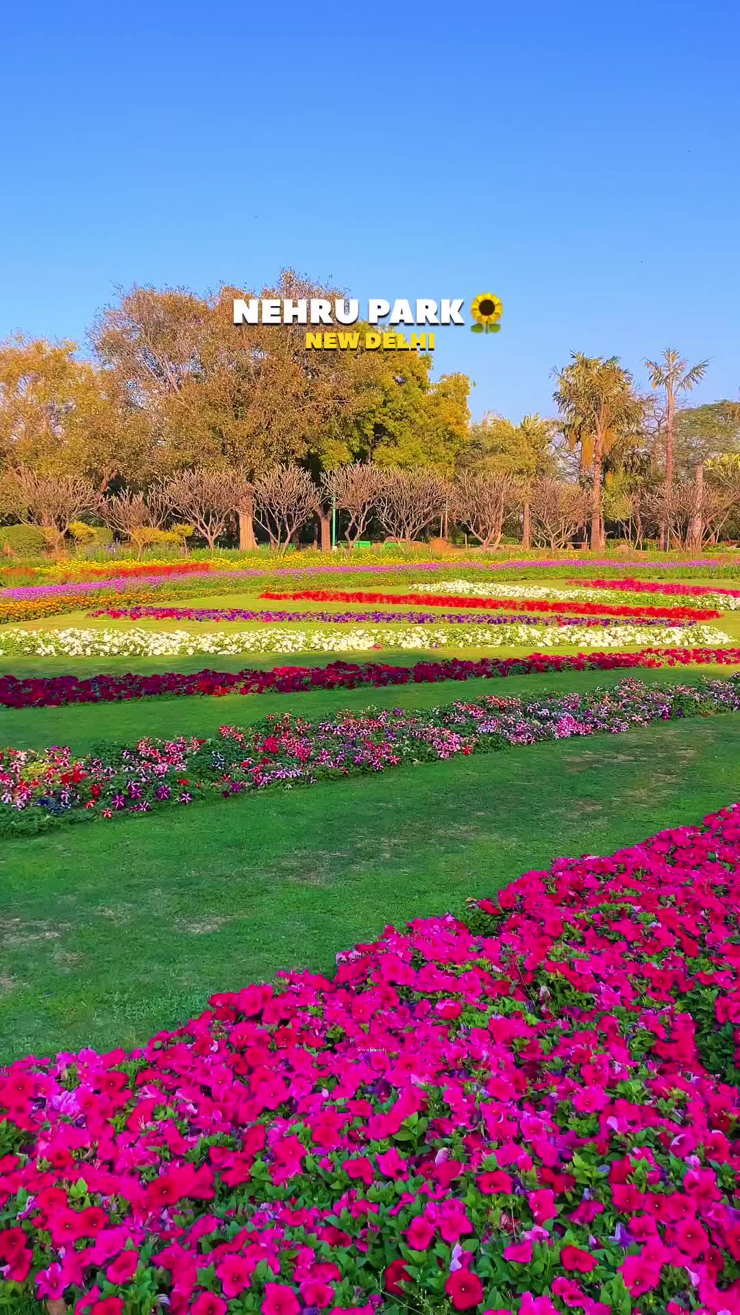 Delhi Spring Blossoms 2023: Explore Nature's Beauty