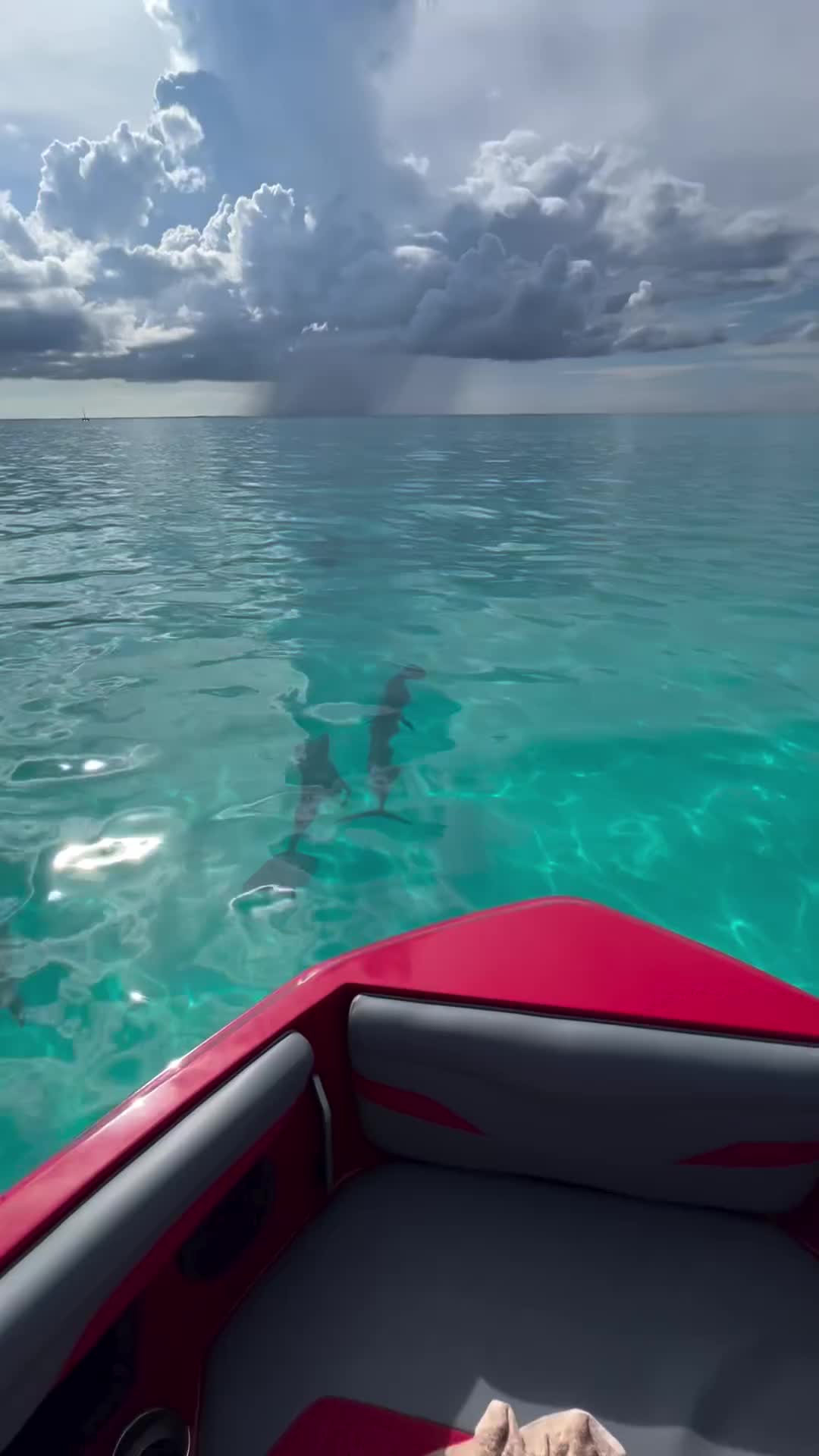 Perfect Family Day with Dolphins in Turks and Caicos