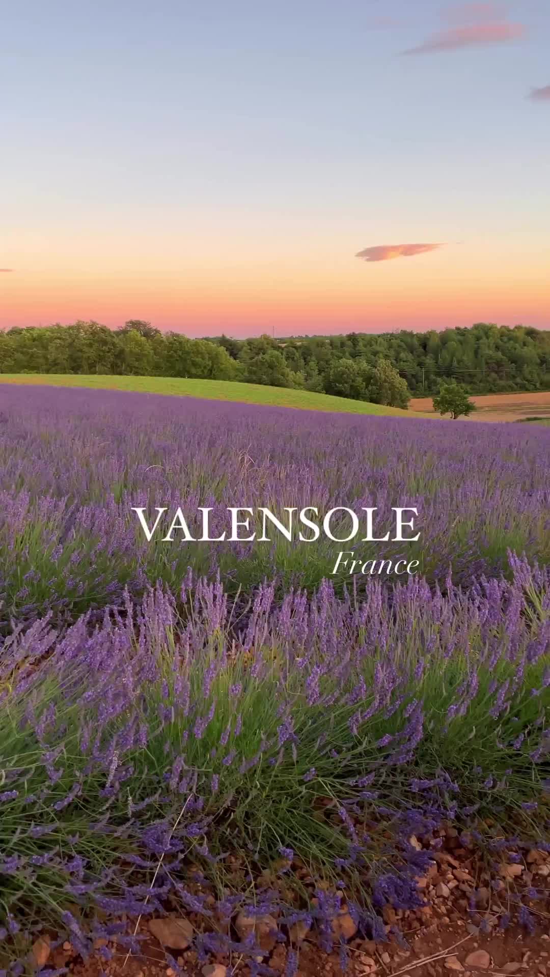 Sunset in Valensole Lavender Fields, Provence