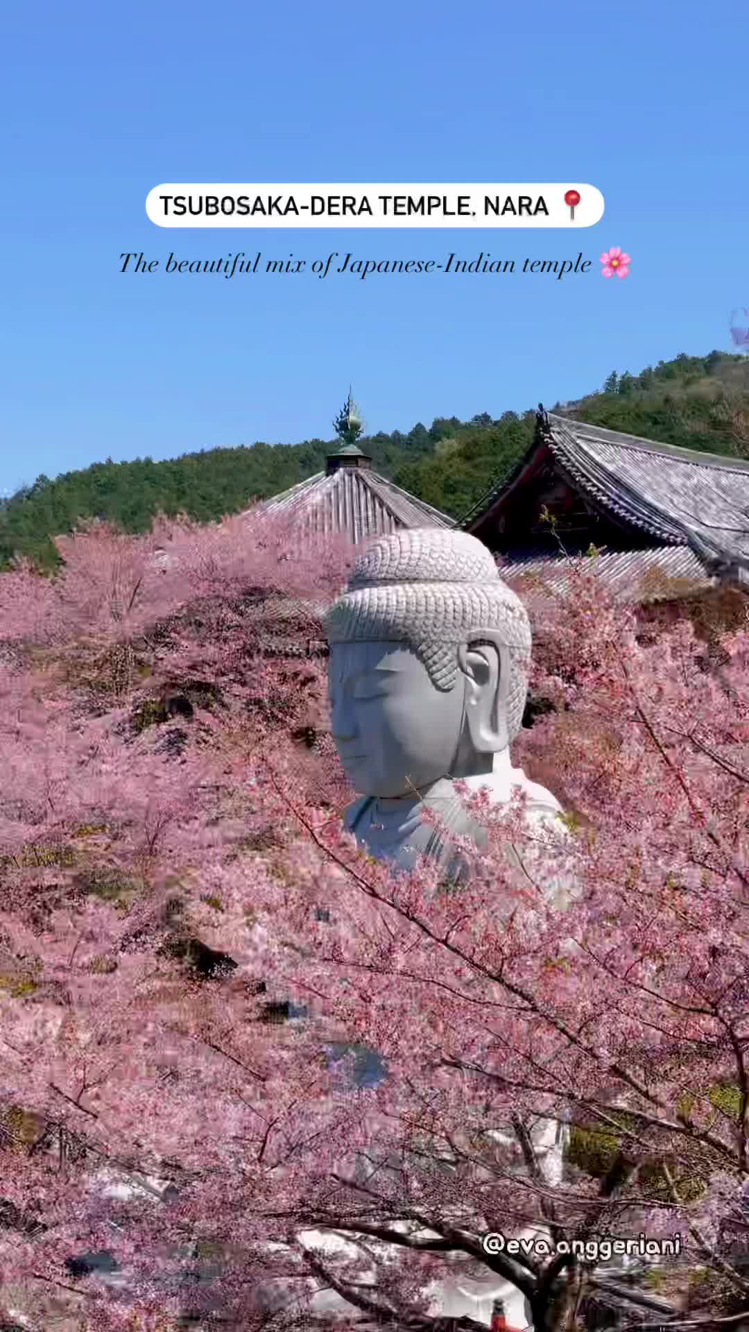 Discover Tsubosaka-dera Temple's Cherry Blossoms 🌸