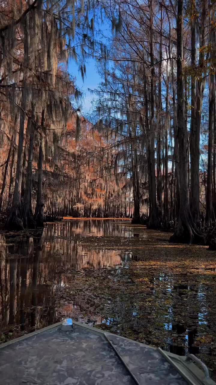 Exploring the magical Texas bayou
.
.
.
.
.
.
.
.
.
.
#caddolake #fallyall #autumnvibes #igtexas #visittexas #onlyintexas #instagramtexas #traveltexas #adventureenthusiasts #roamtheplanet #exploretocreate #wanderingphotographers #texasisbeautiful #amongthewild #earthoutdoors #discoverearth #instgood #wondermore #earthfocus #earthofficial #wildernesstones #outdoortones #outside_project #theoutbound #optoutside