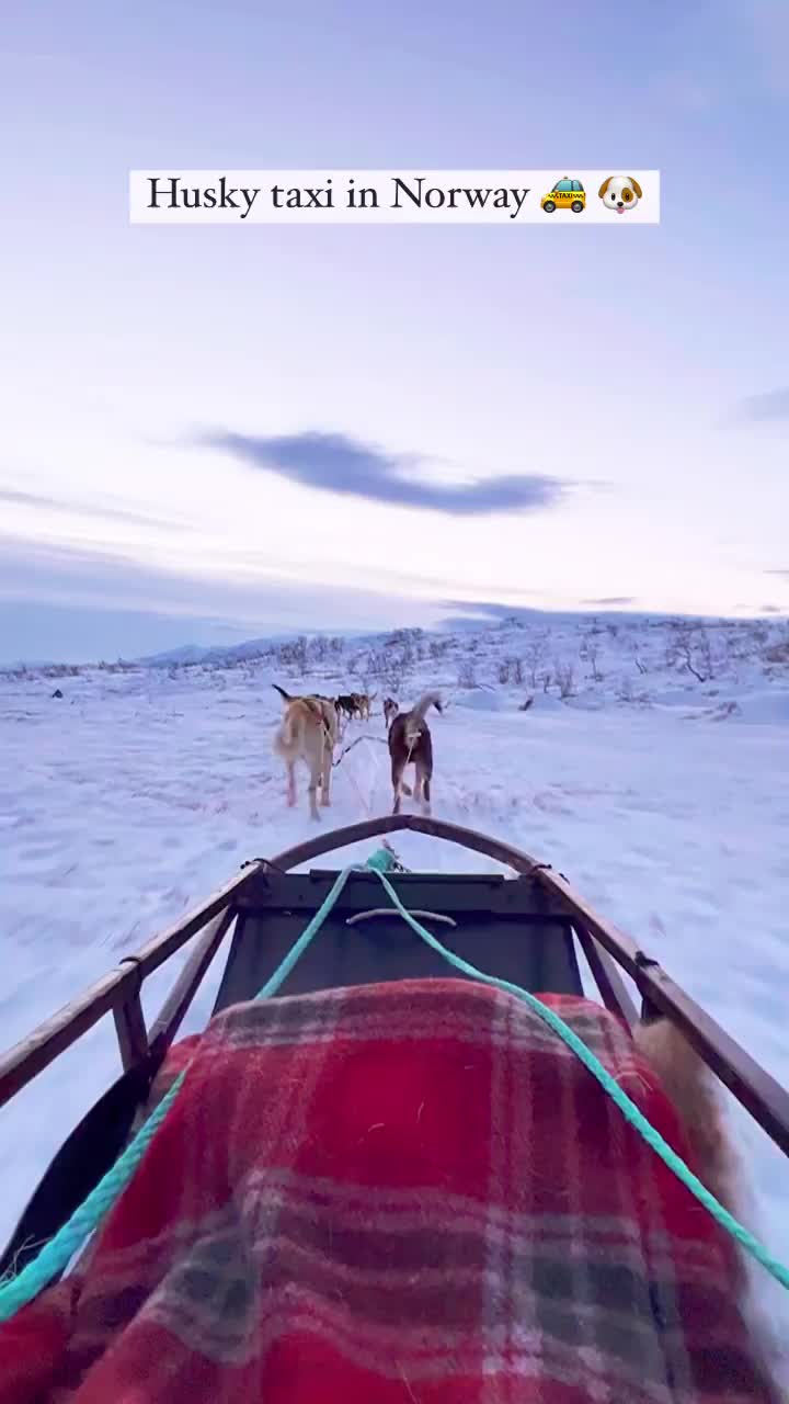 Husky Taxi Adventure in Winter Wonderland Tromsø