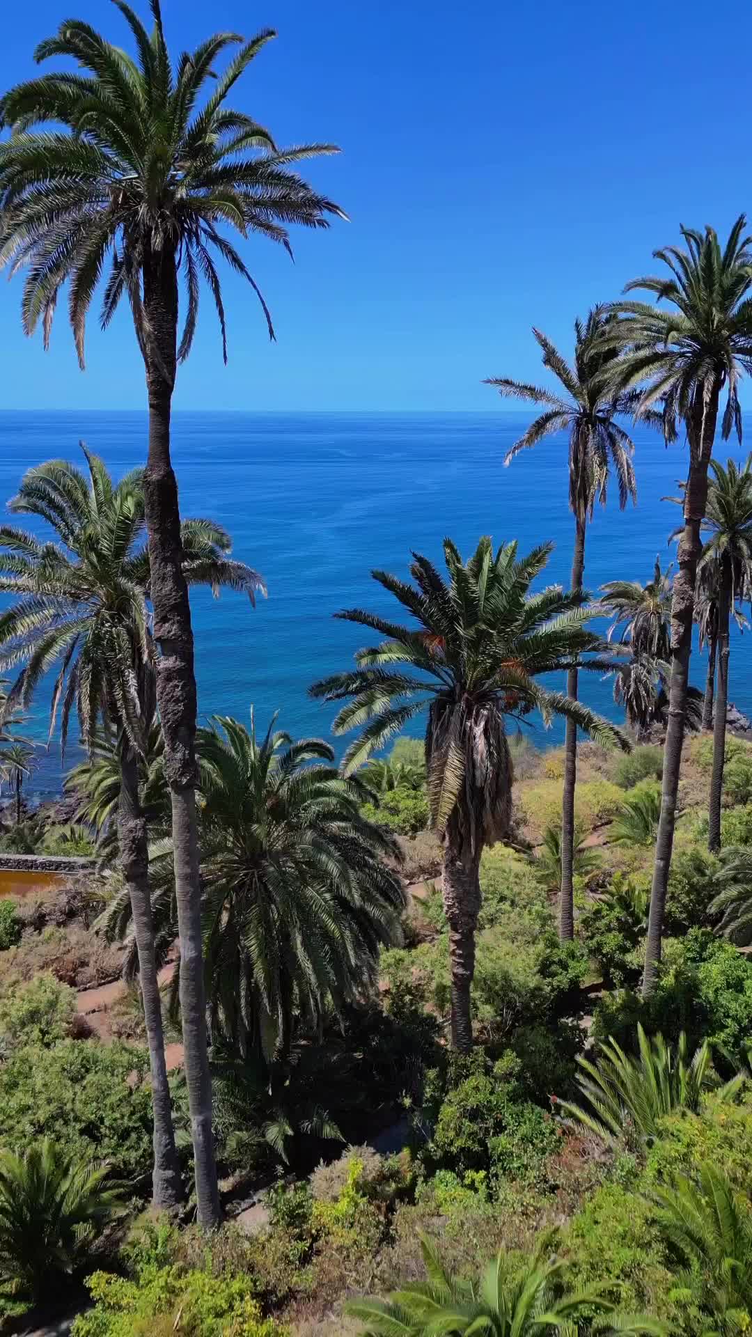 Swaying Paradise 🌴🌴
#Tenerife #CanaryIslands #reeloftheday