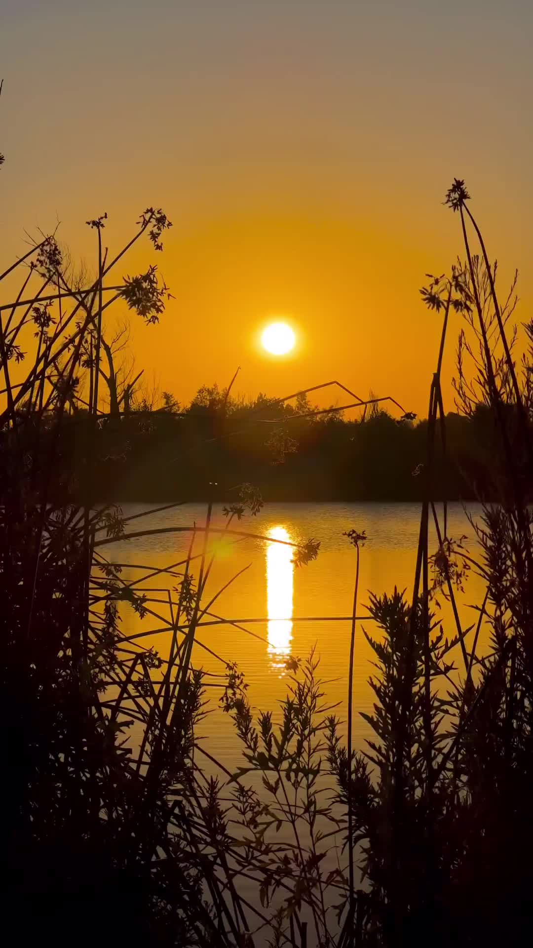 Sunsets at Sepulveda ☀️🦢🕊️
.
.
.
#sunsets #sunsetsatsepulveda #sepulvedawildlifebasin  #losangeles #la #california #sunsetsatthelake