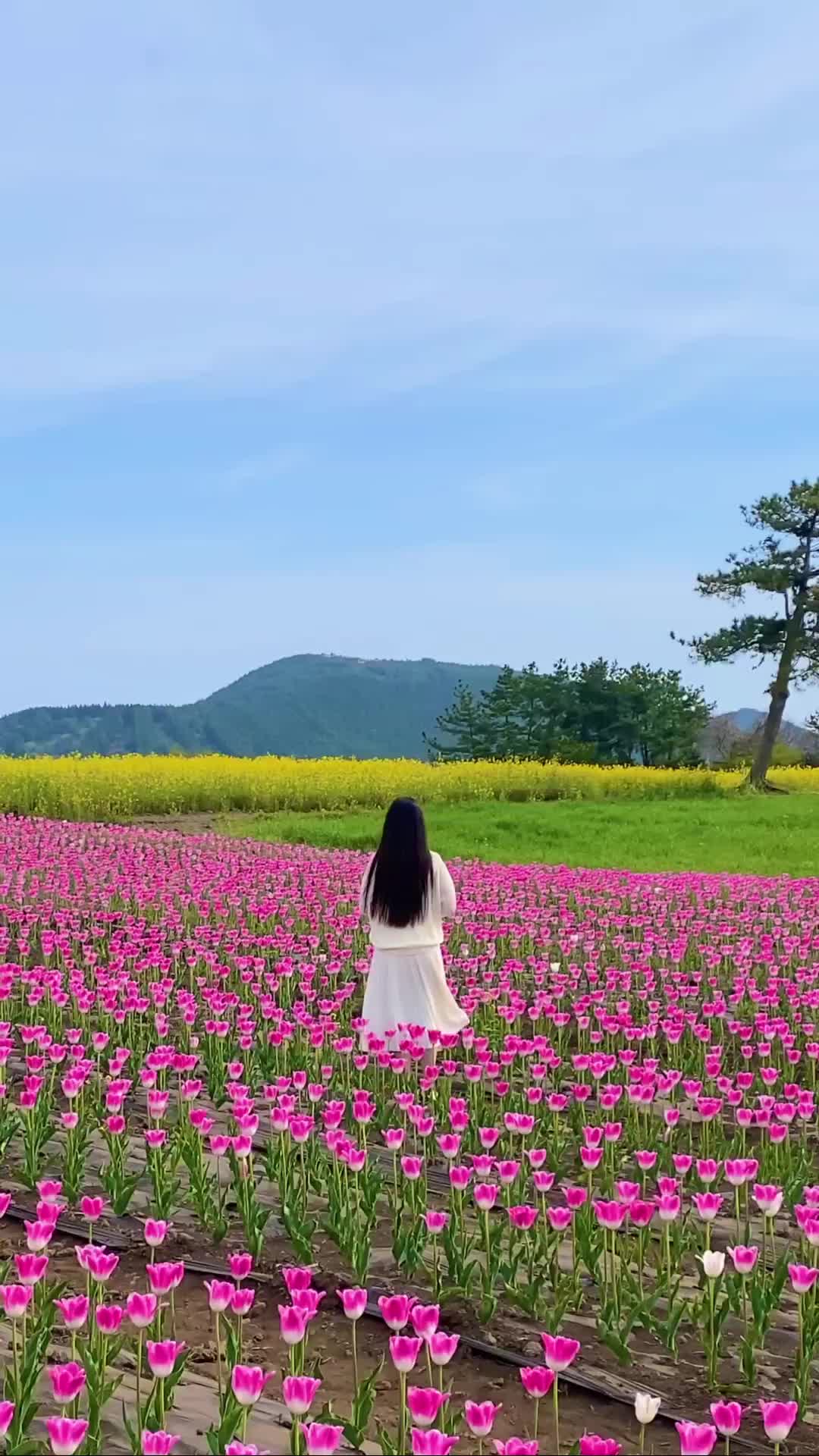 Explore Colorful Tulip Fields in Jeju Island 🌷