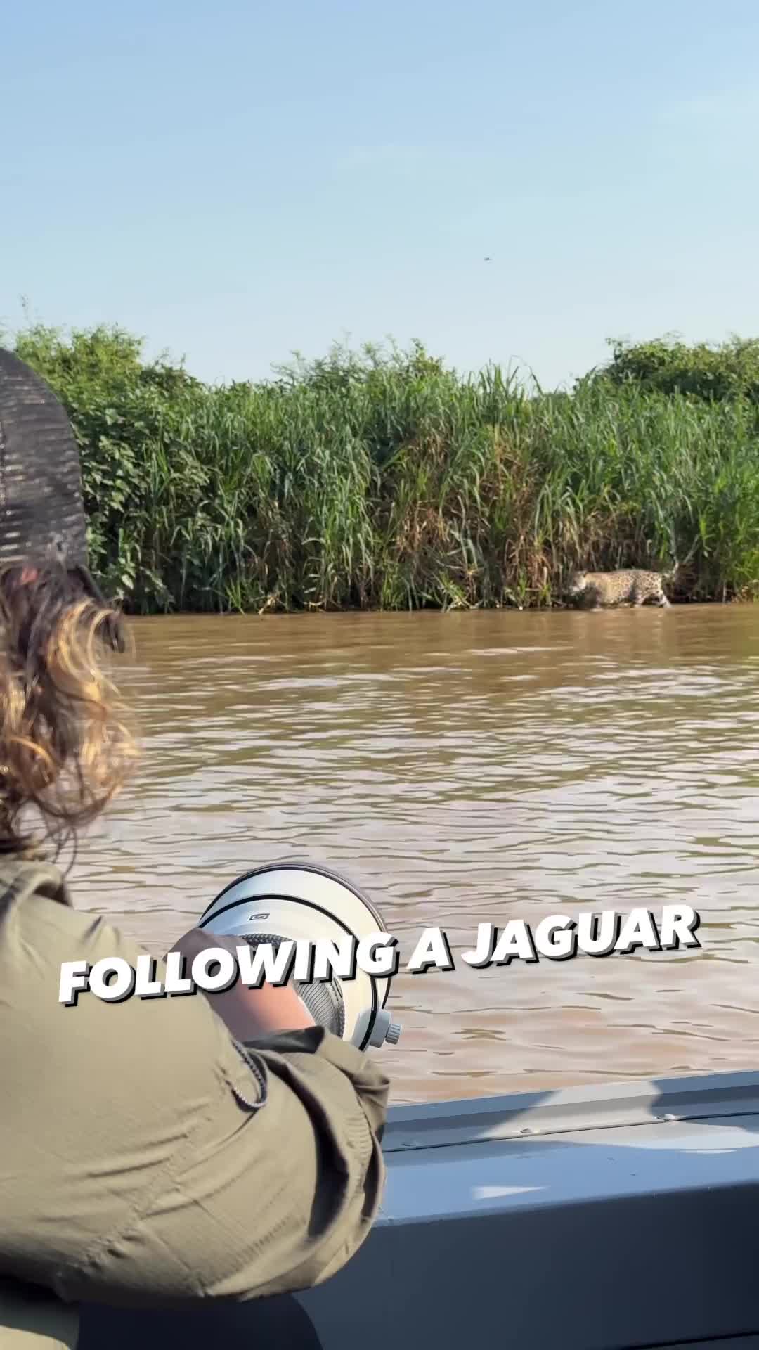 Epic Jaguar Hunt in Pantanal | Safari Adventure
