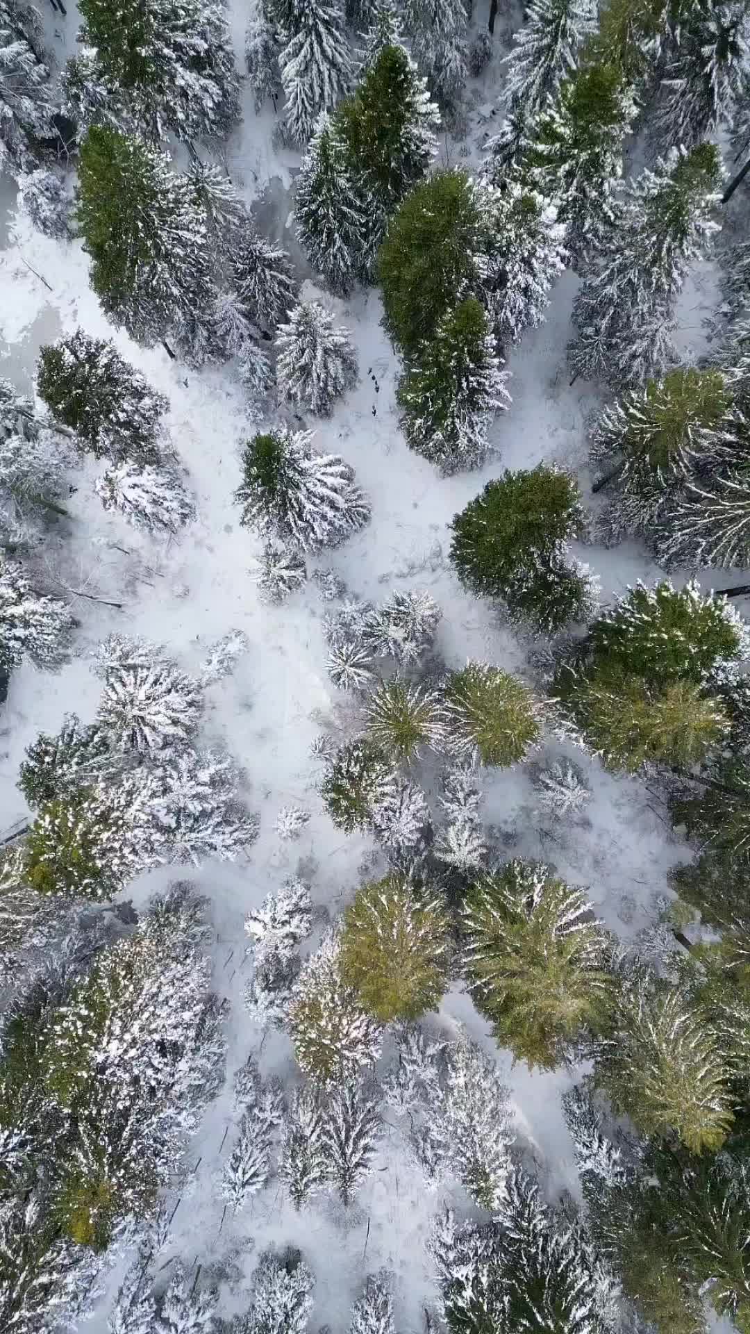 Stunning Winter Drone Footage of Gorski Kotar, Croatia