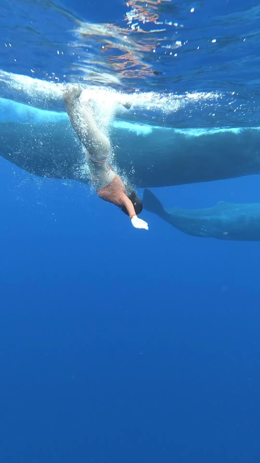 Swimming with Whales: A Dream Come True in Mauritius