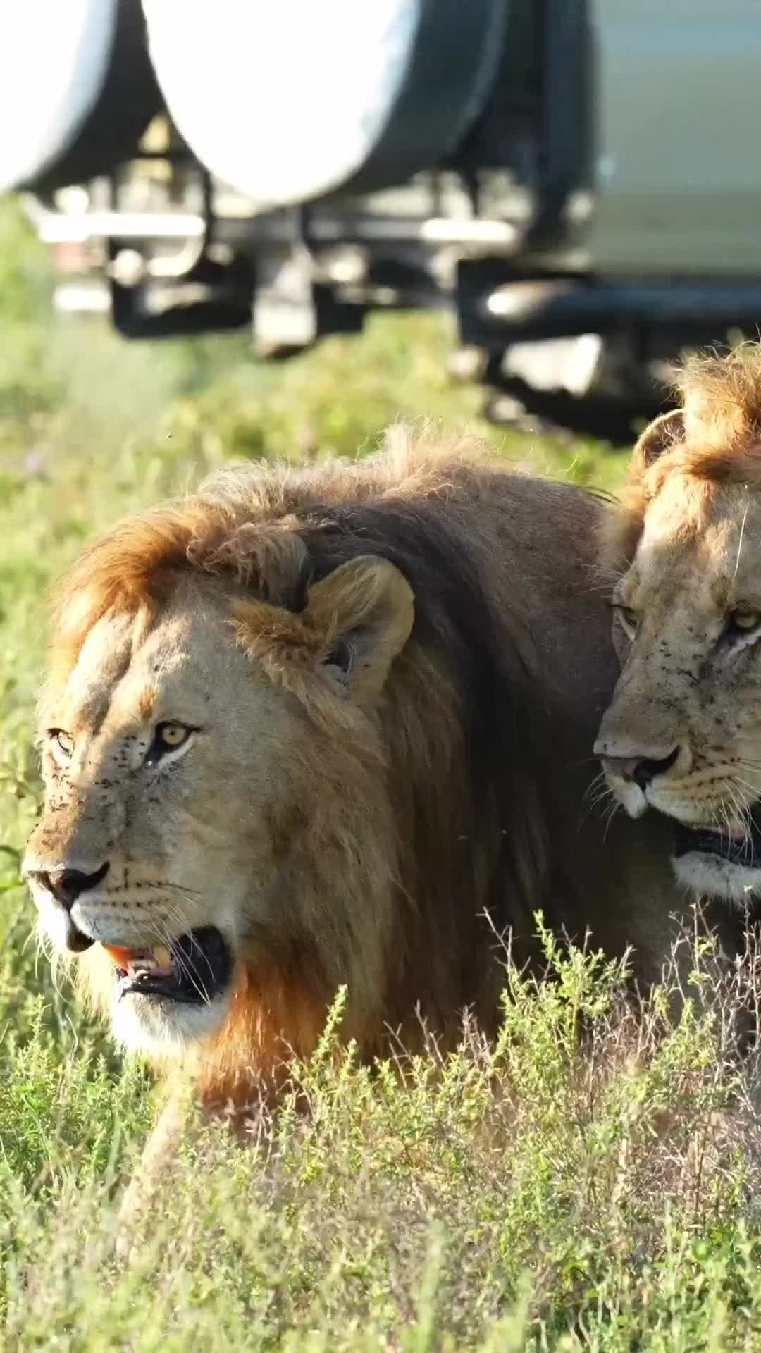Ndutu Safari: Ultimate African Wildlife Experience