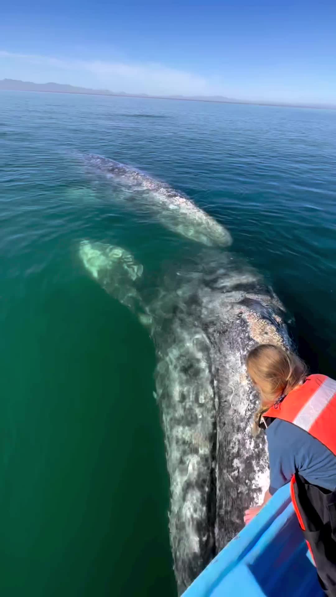 A Day with Gray Whales in Baja's UNESCO Heritage Site