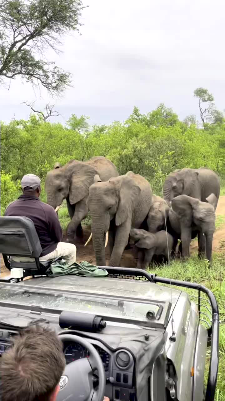 Up-Close Elephant Encounter at Lion Sands Game Reserve