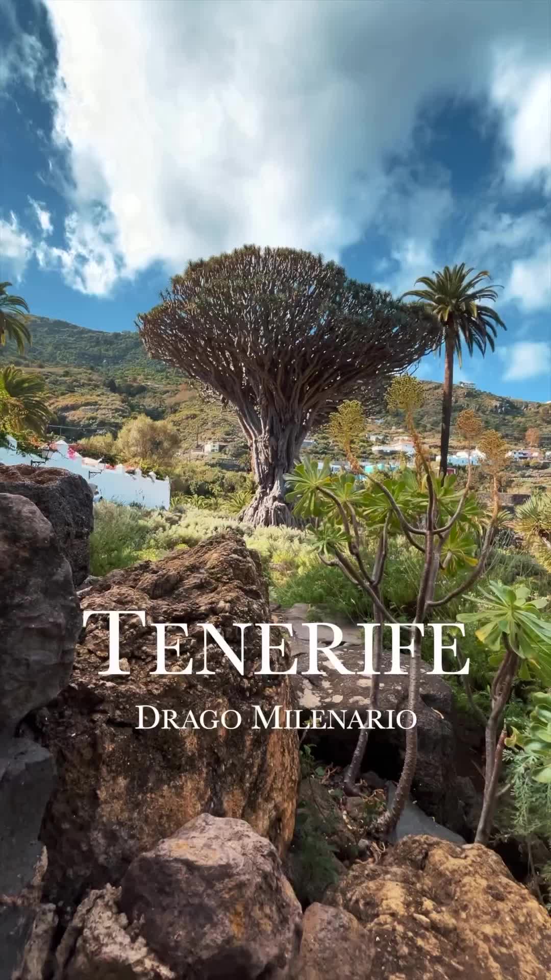 Discover a 1000-Year-Old Dragon Tree in Tenerife