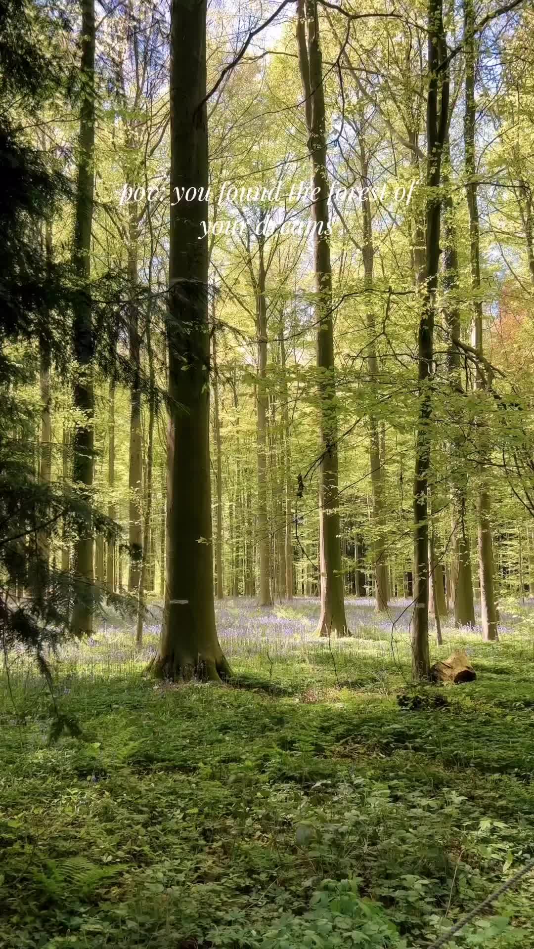 Discover Hallerbos: Belgium's Enchanted Blue Forest