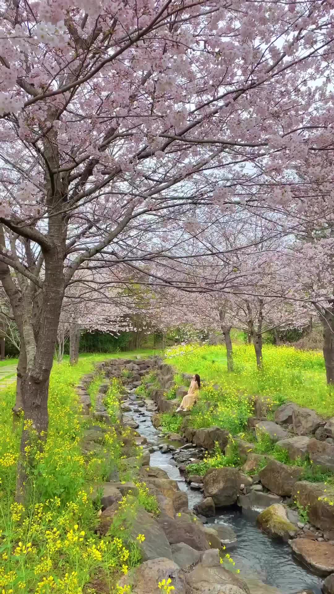 제주 예래생태공원: 동화같은 벚꽃 명소 🌸🌼