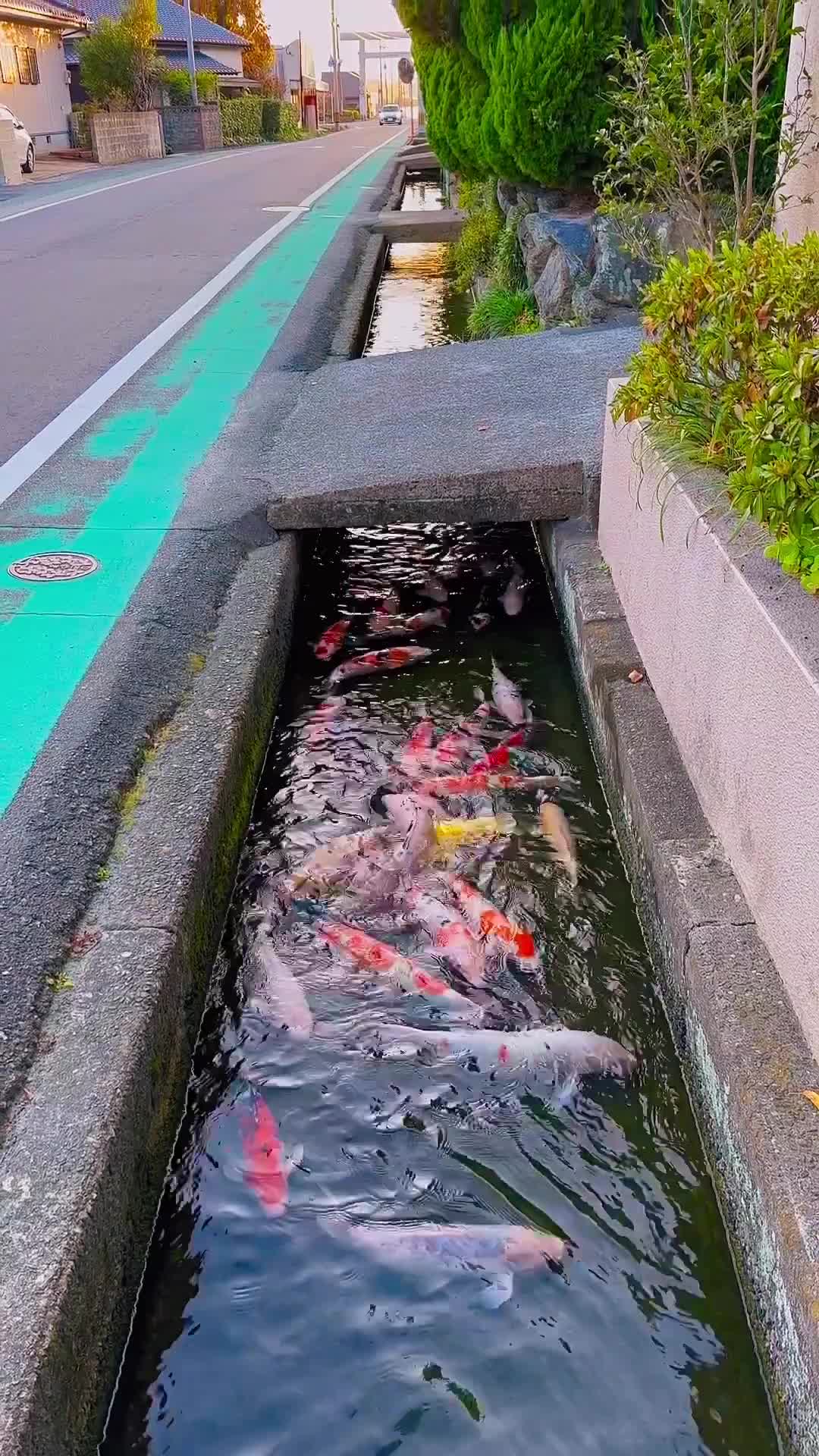 Discover Clean Koi-Filled Canals in Fukuoka, Japan