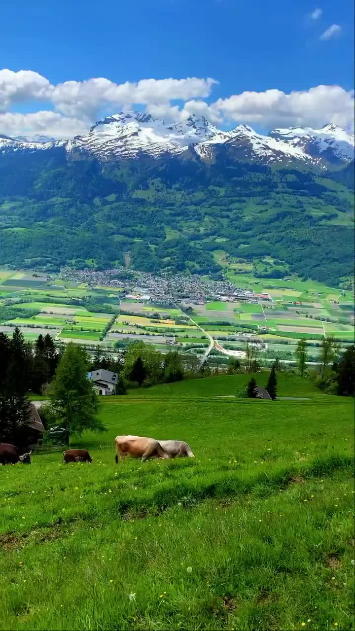 Stunning Swiss Alps View with Cows in Airolo, Switzerland