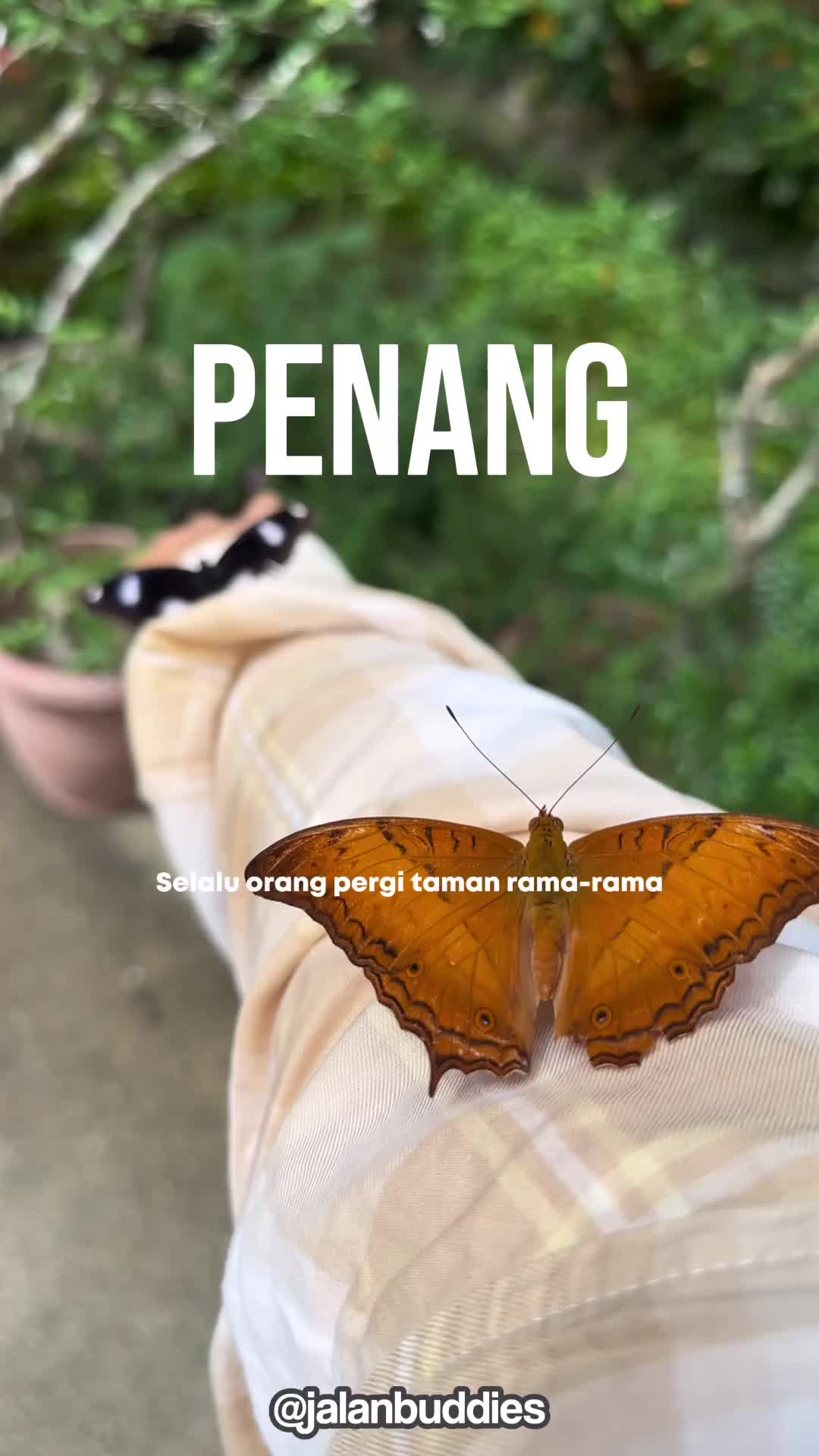 Dining in a Butterfly Garden: A Unique Penang Experience