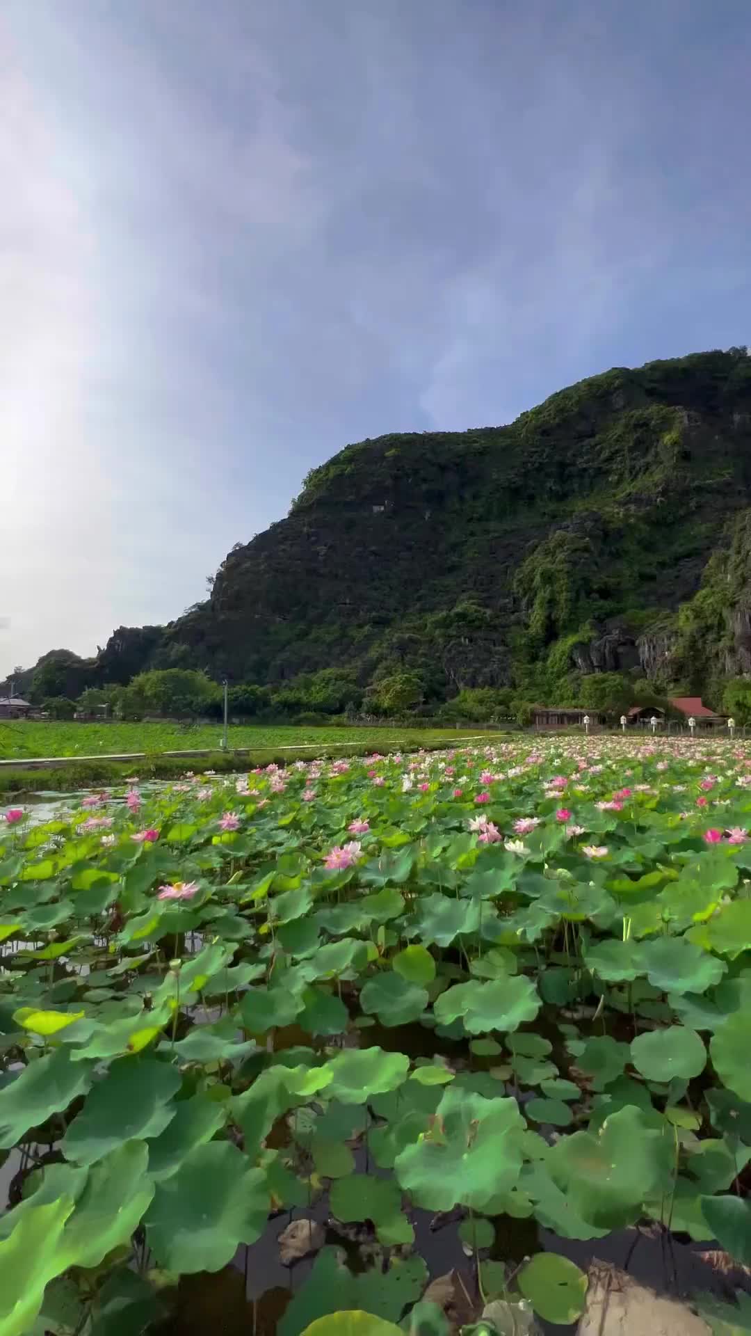 Dreamy Lotus Ponds at Mua Caves, Vietnam