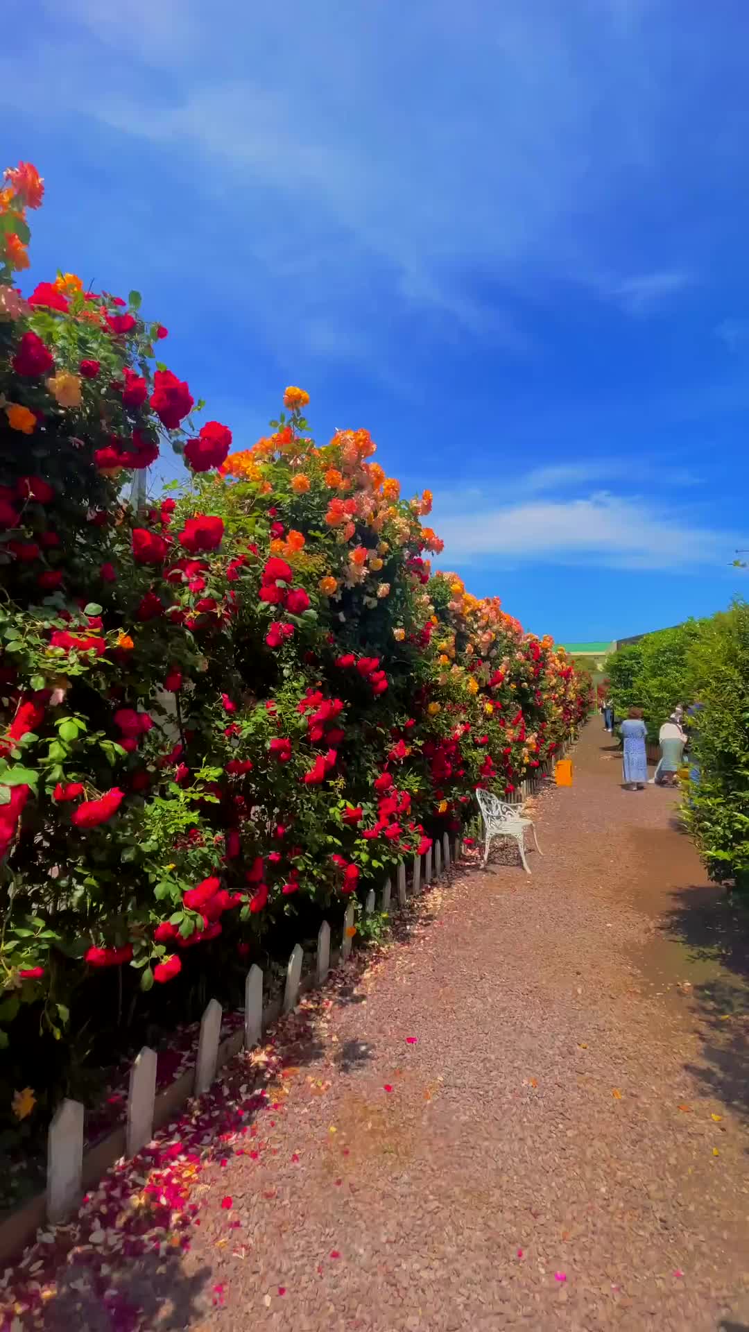 Stunning Jeju Bukchon Rose Garden in Full Bloom 🌹