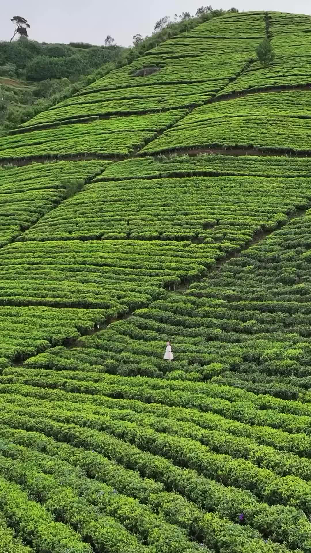 Peaceful Morning in Nuwara Eliya's Lush Tea Fields