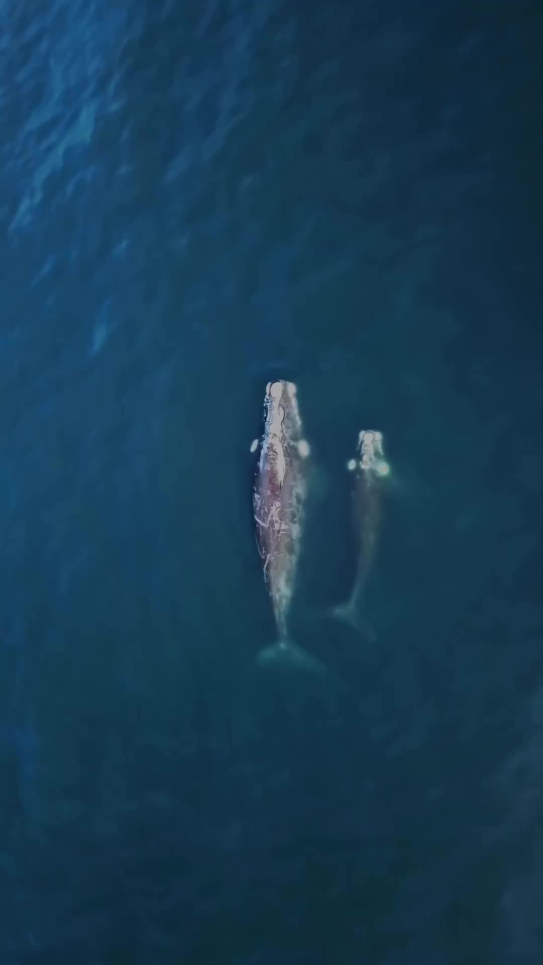 Humpback Whale Mum & Calf in Camps Bay, Cape Town