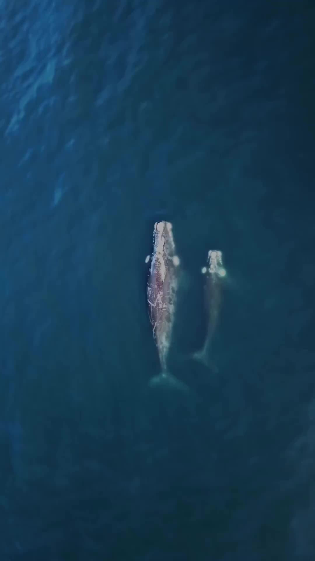 Take a few seconds of your time to enjoy this Humpback Whale mum & calf sharing a moment just off the coast of Camps Bay. 

This is why I have loved living in this neighborhood for the last 22 years. The whale sightings from my home, from the beach and from the mountains are always a treat. 

#capetown 
#lovecapetown
#southafrica
#humpbackwhale 
#whalewatching 
#whale
#discover
#fyp
#fromwhereidrone 
#droneoftheday 
#drone 
#beautifuldestinations 
#beautifulmatters 
#bestvacations 
#folkscenery 
#folkmagazine 
#livefolk