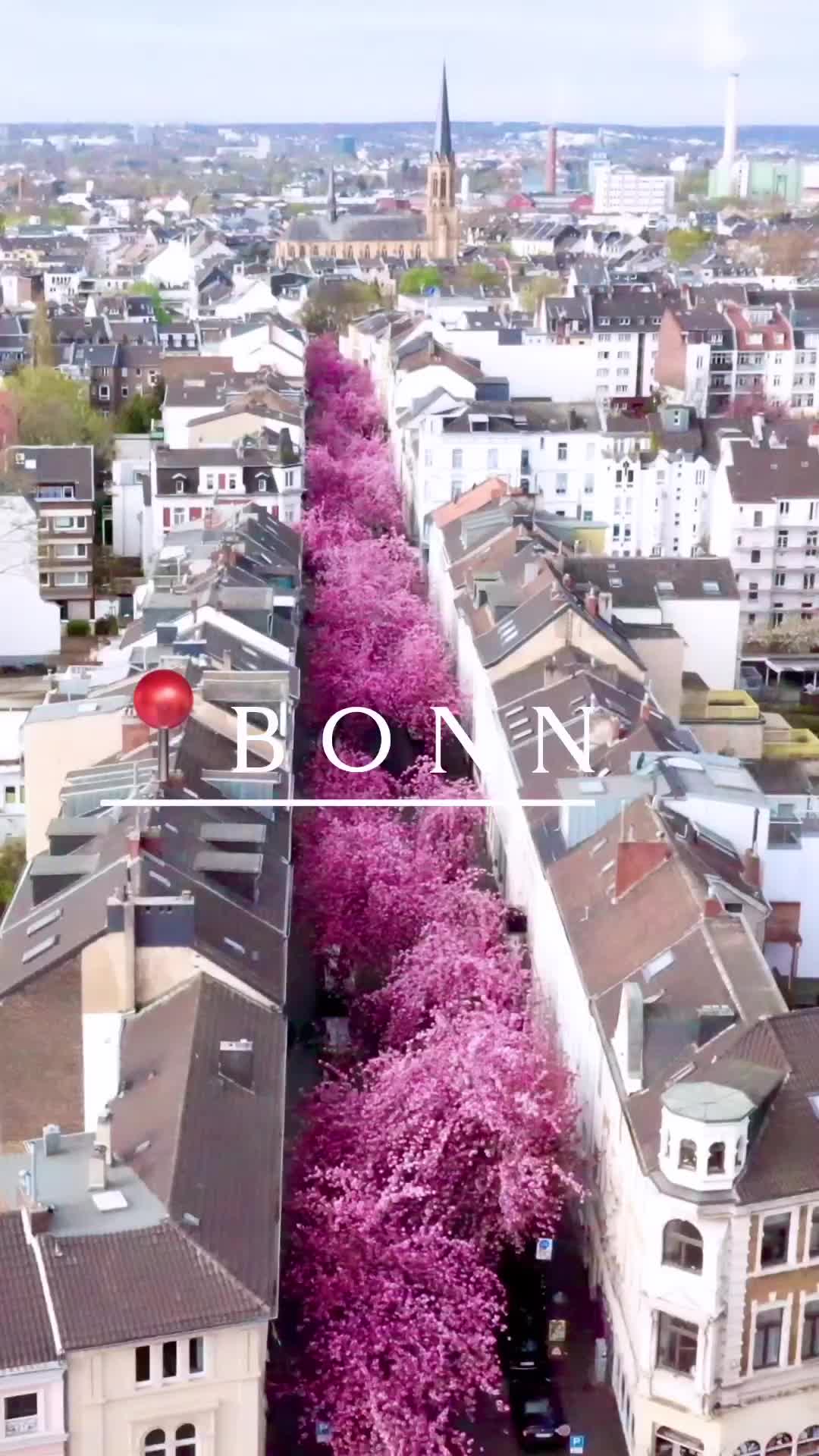 Discover Bonn's Stunning Cherry Blossoms in Germany