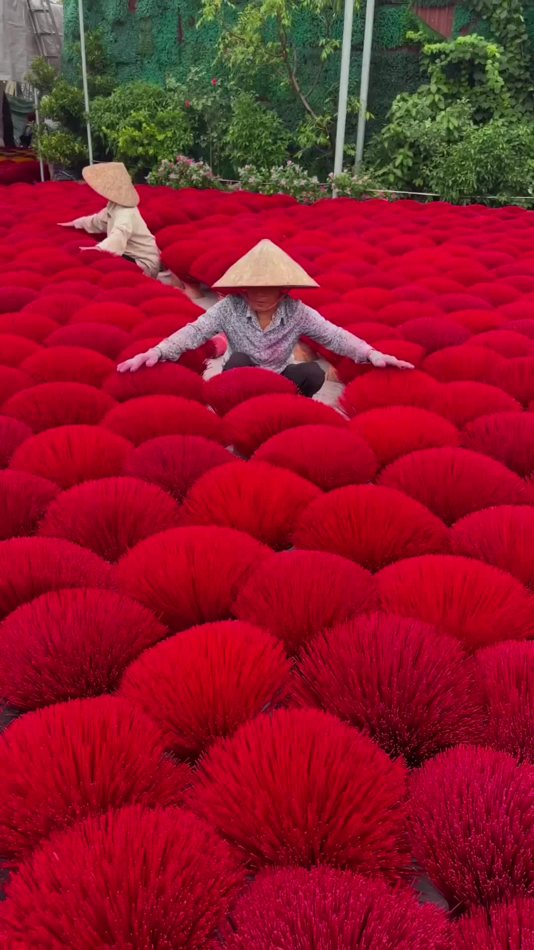 Vibrant Vietnam: Incense Drying in Hanoi Village