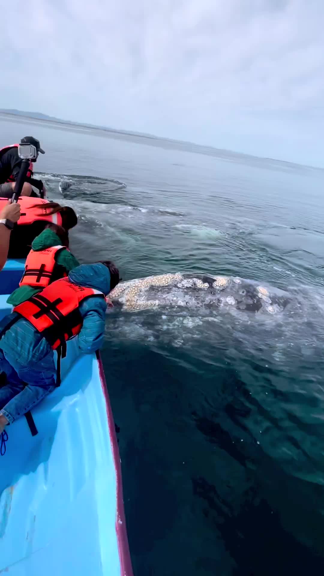 Start of 2023 Whale Watching Season in Guerrero Negro