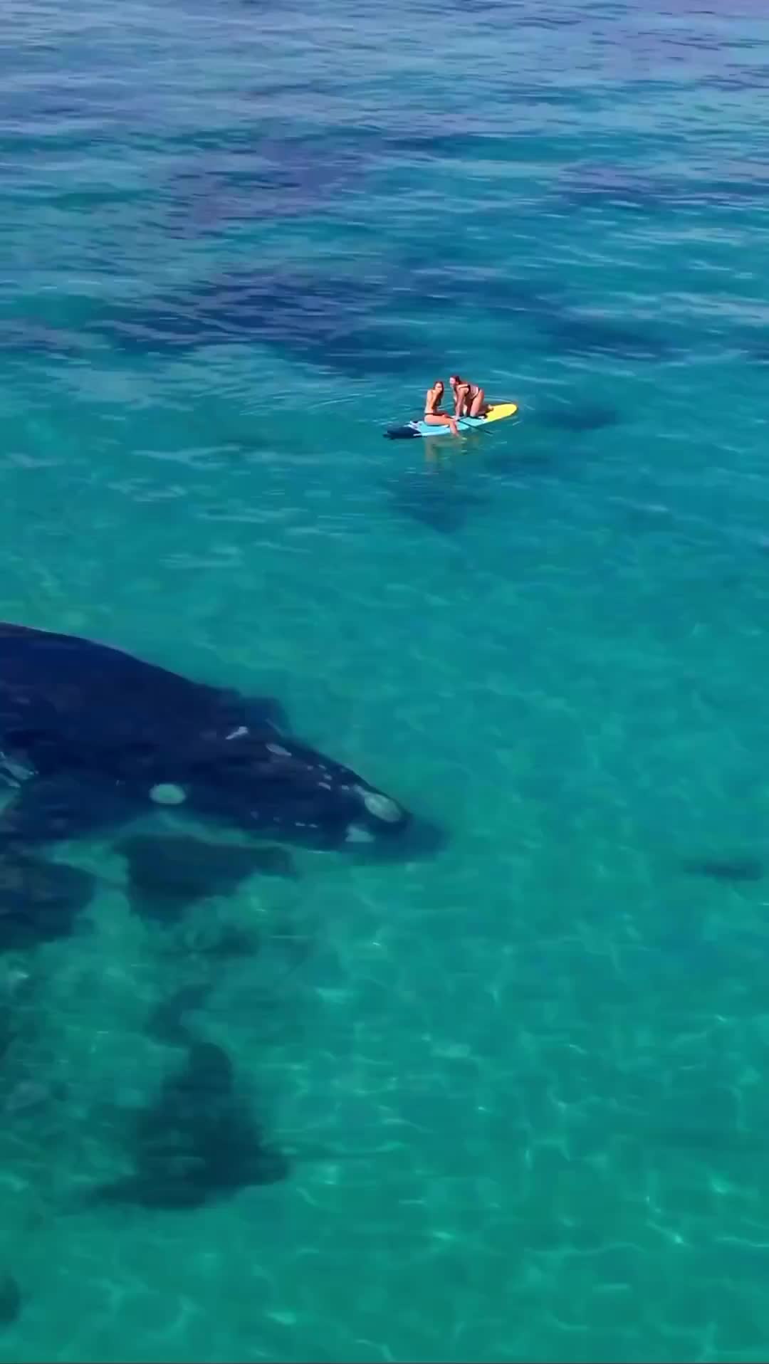 Up Close with Southern Right Whale in Esperance 🐋