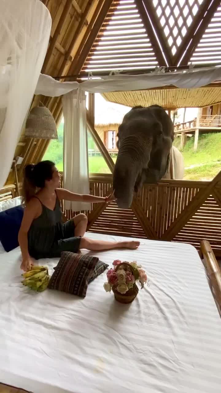 Wake Up with Elephants at Chai Lai Orchid, Thailand