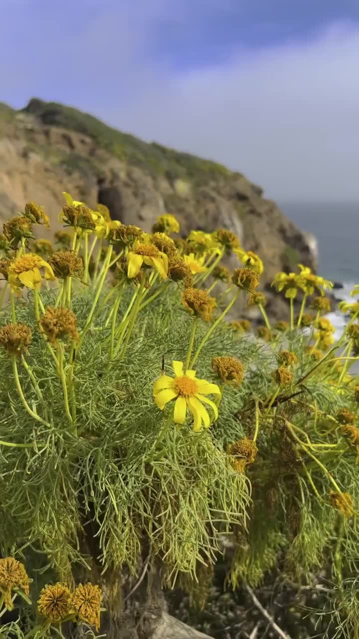 Explore Point Dume's Natural Beauty in Malibu