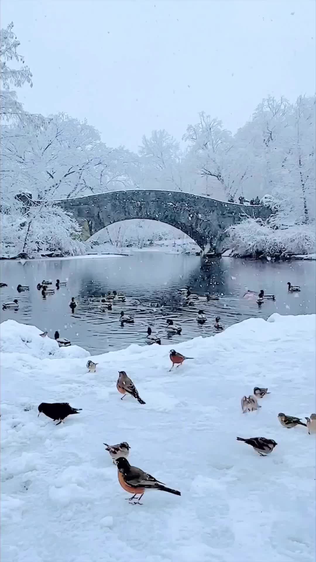 Wintry Central Park Morning: A Snowy Paradise