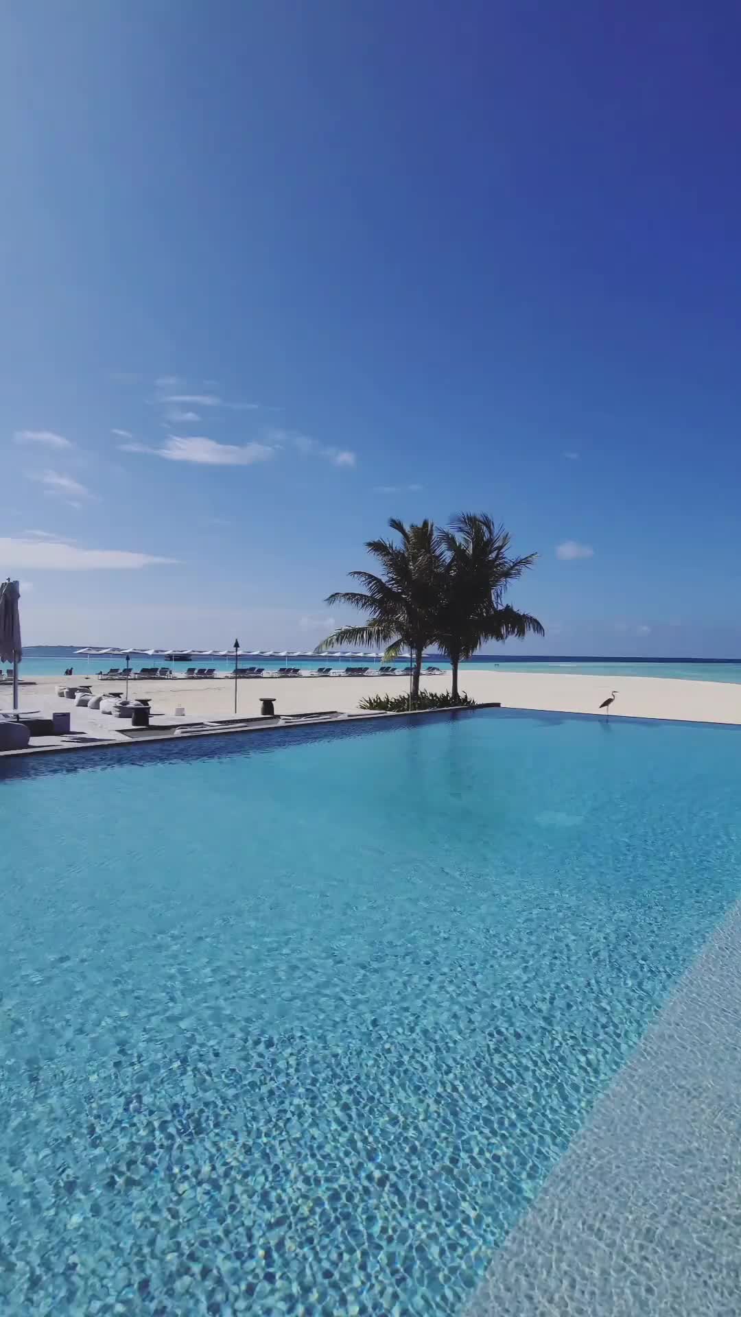 Paradise 🤩

📍 Four Seasons Landaa Giraavaru, Maldives

-

Follow us ❤️ @toptravelplaces_ for more 👍
Follow us ❤️ @toptravelplaces_ for more 👍
Follow us ❤️ @toptravelplaces_ for more 👍

-

📸 Video taken by @toptravelplaces_

-

#maldives #maldivesresorts #maldivas #malediven #fsmaldives #maldivesislands #maldivesinsider #visitmaldives #maldiveslovers #Мальдивы #путешествия #maldivesparadise #maldivesphotography #amazingdestinations #instatravel #paradise #beautifulmaldives #beachtime #videooftheday #bali #borabora #viralvideos