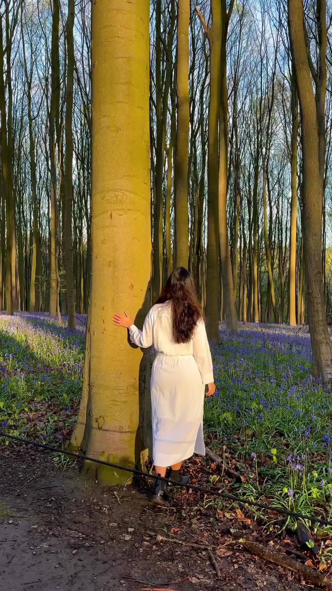 Dreamlike Day in Hallerbos, Belgium's Blue Forest