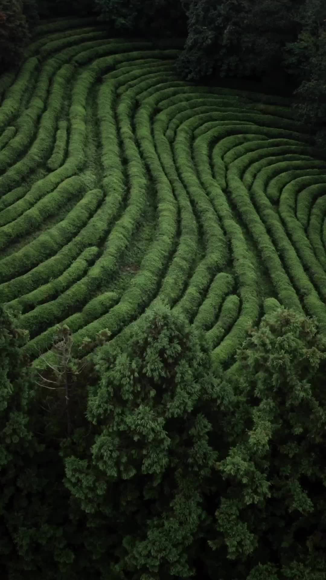 Lost in Green Tea Fields of Seongju-gun, South Korea
