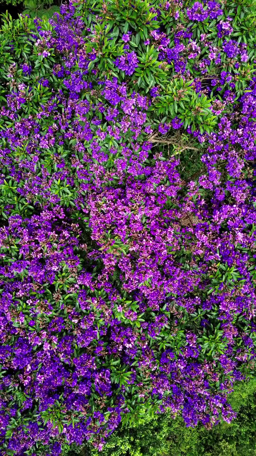 Quaresmeiras in Vale do Pati, Chapada Diamantina