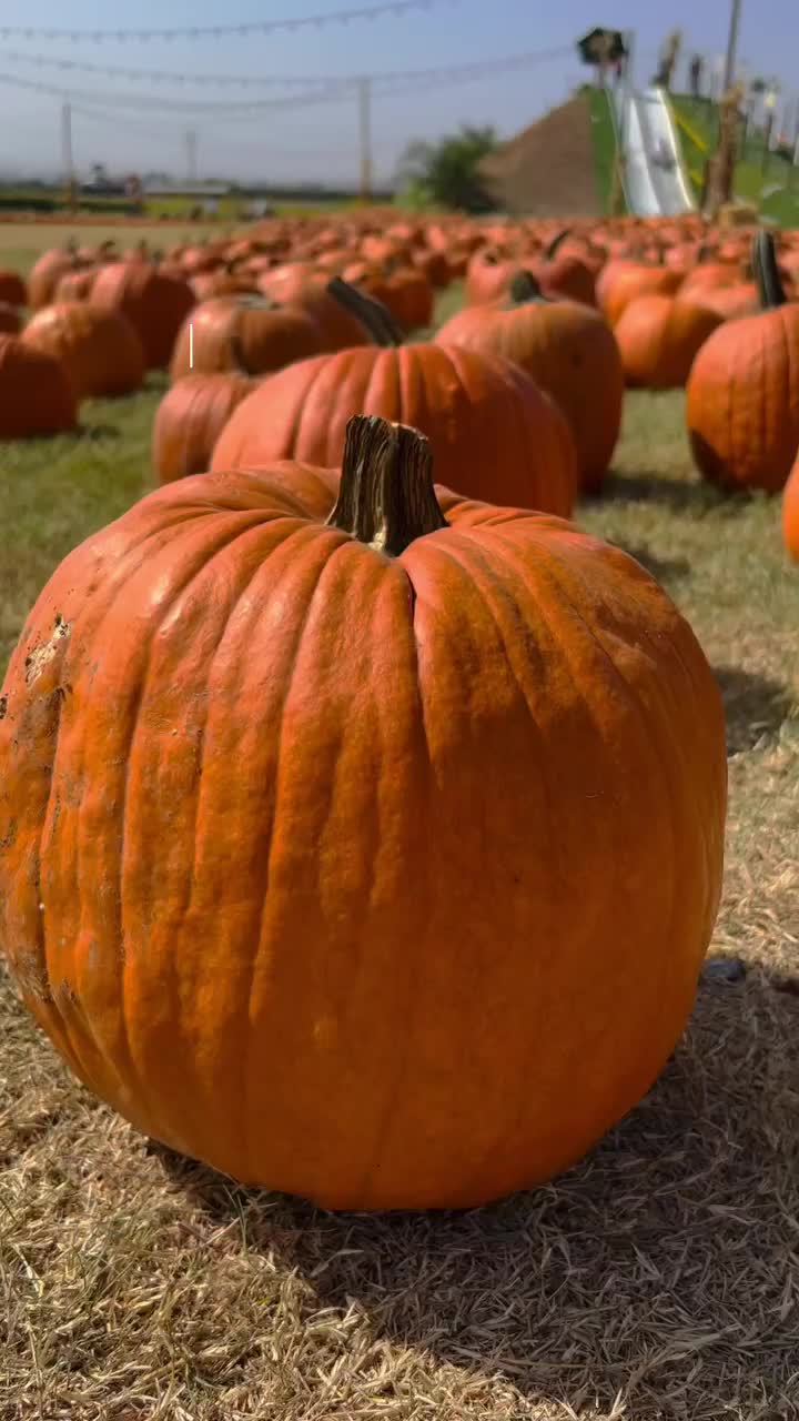 A little too late with the pumpkin patch post but Murray family farms was fun 🎃
.
.
.
#murrayfamilyfarms #bakersfield #california #socal #pumpkinpatch #october #throwvbackoctober #fall #californiafall #pumpkinseason #travel #adventure #explore #adventuroustherapist #thingstodoinbakersfield