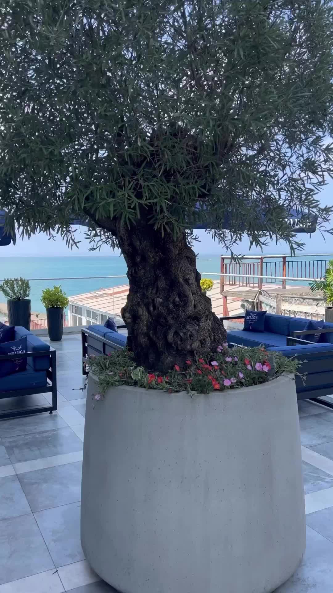 A quick review of the hotel I stayed at while in Sochi:
👌🏻Located directly on the beach
👌🏻Has a private section with sun beds and umbrellas
👌🏻Beautiful view from the panoramic windows in the room
👌🏻Amazing breakfast included
👌🏻Very good service
👌🏻 Hotel has a very good gym
👇🏻Rooms are rather small
👇🏻Hotel is located down the hill on a narrow street and taxi drives might give you a hard time 🤭

All and all I would recommend staying @chayka_hotel_sochi 👍🏻