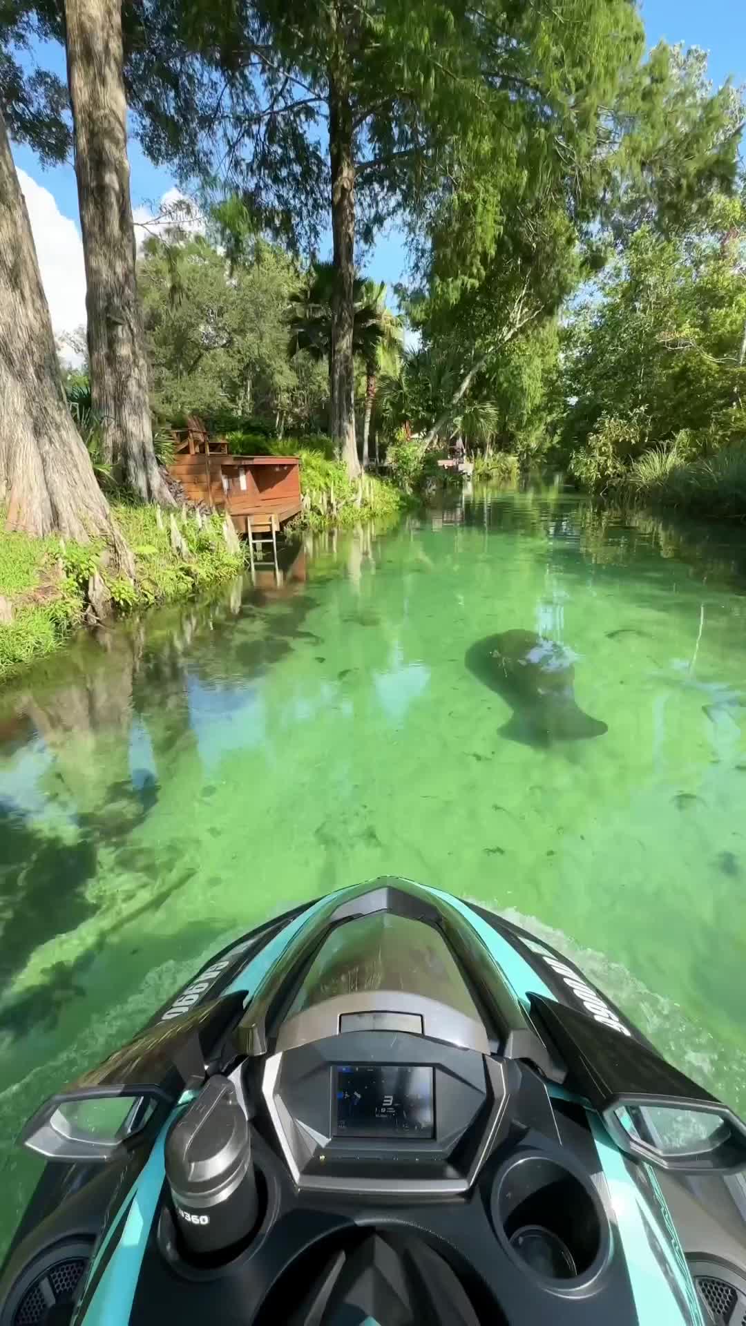 Florida Manatee Encounter: Respect & Protect Nature