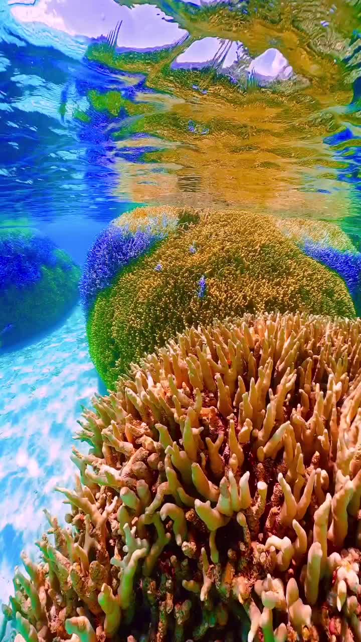 Stunning Underwater Beauty in Okinawa Diving Video