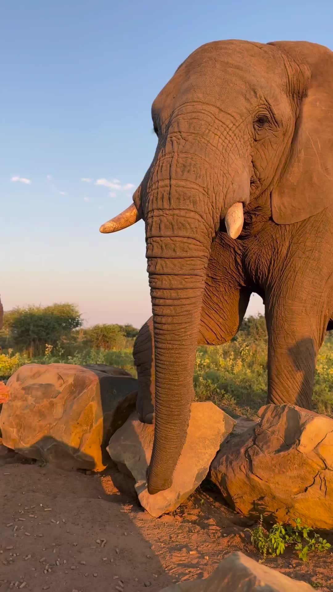 Safari Adventure with Elephants at Jabulani Safari