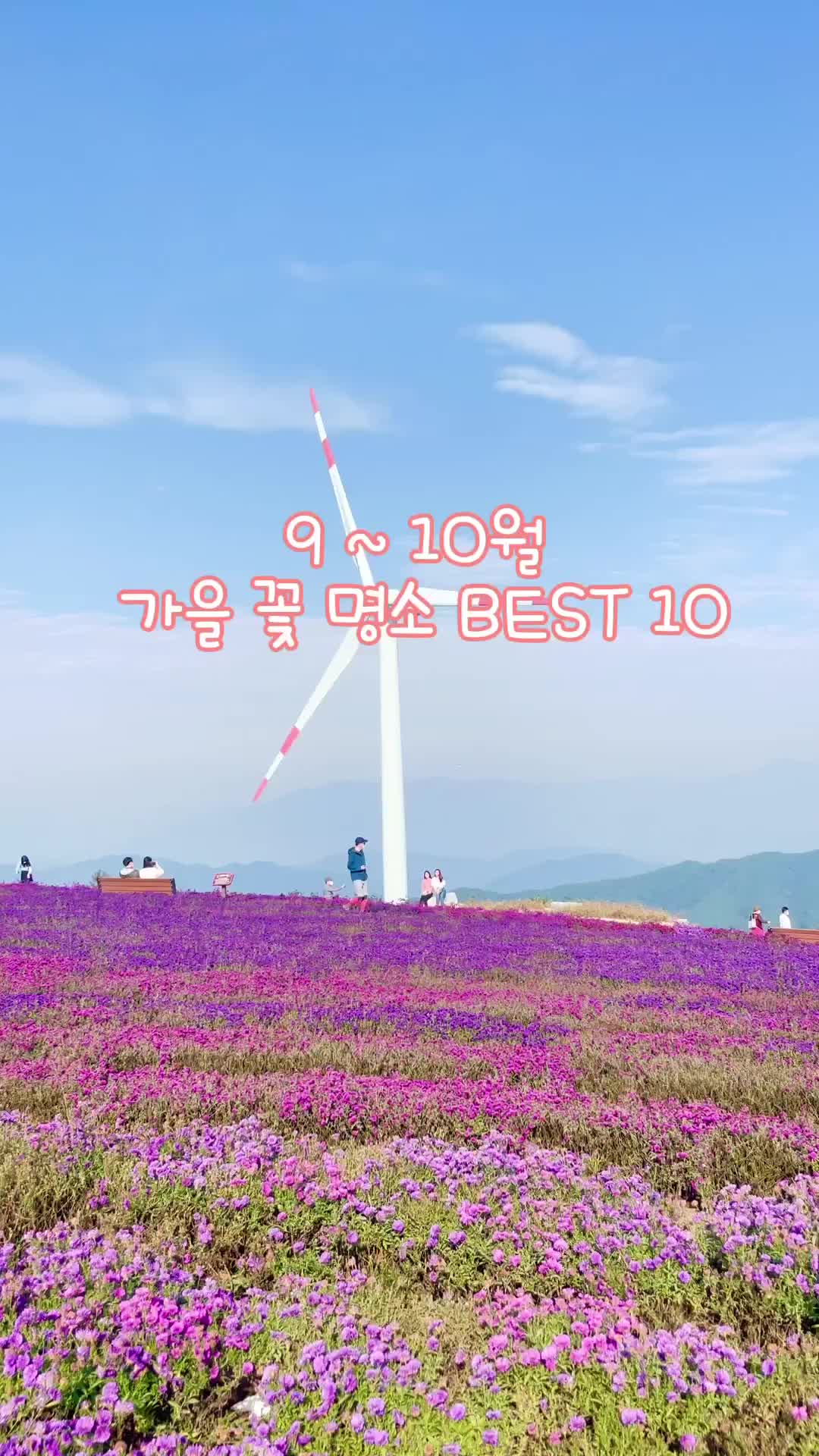 South Korea's Top 10 Autumn Flower Spots 🌼
